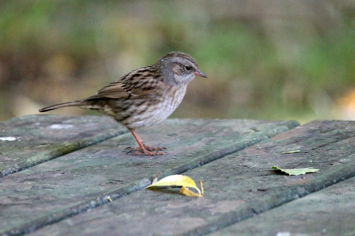 Dunnock (Prunella modularis)